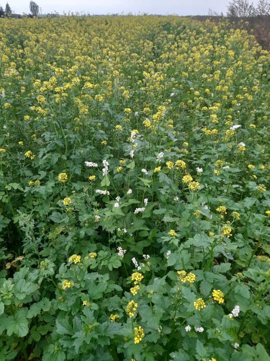 119605712_612875506052240_294524200501534408_n (2).jpg