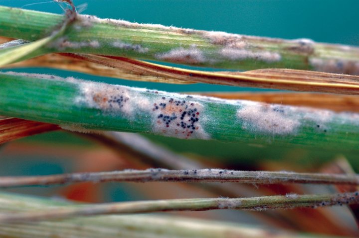 maczniak prawdziwy na zdzble.jpg