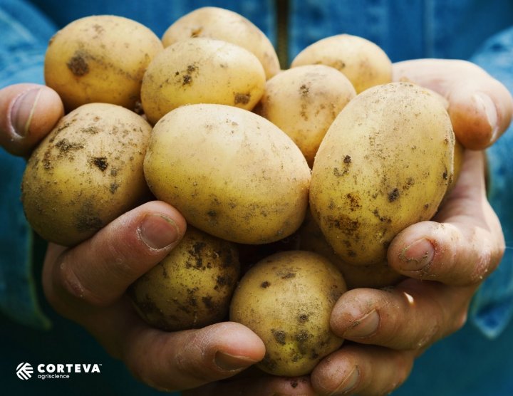 Plony-ziemniakow-Corteva.jpg