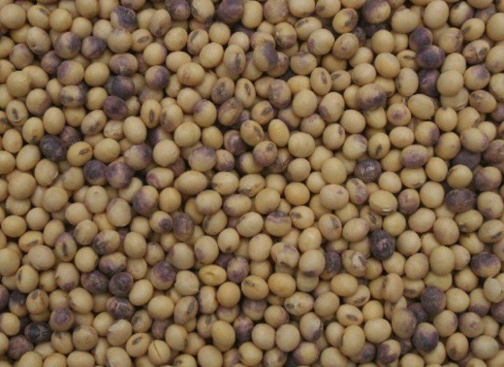 Purpurowa cerkosporioza soi,.jpg