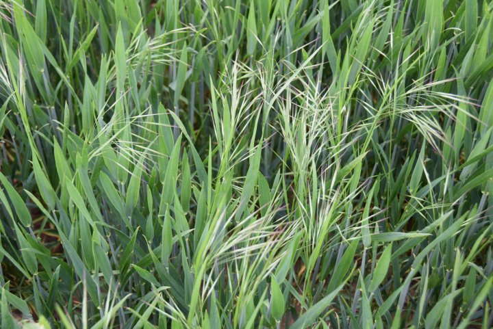 kontrola zachwaszczenia pszenica ozima.JPG