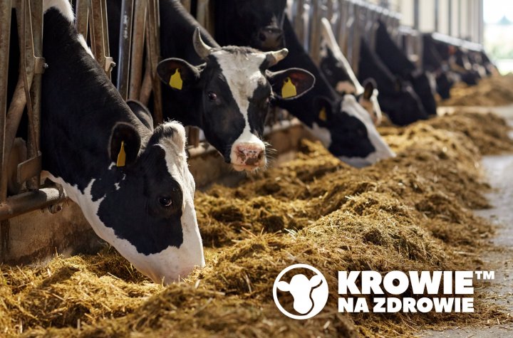 Krowie na zdrowie_zywienie krow zima.jpg