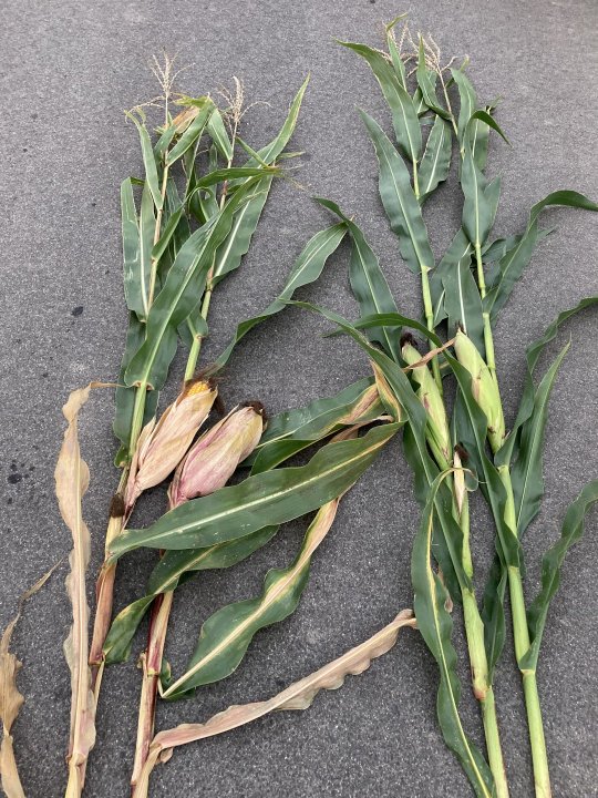 silny efekt stay green - odmiana po prawej stronie (1).JPG