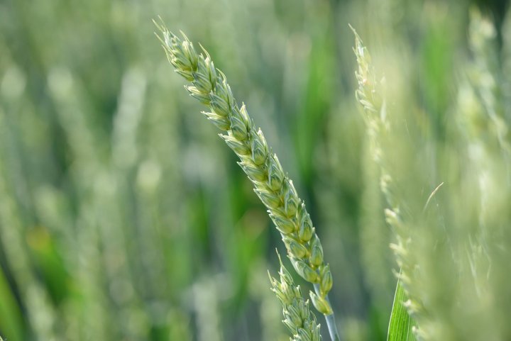 pszenica j.jpg