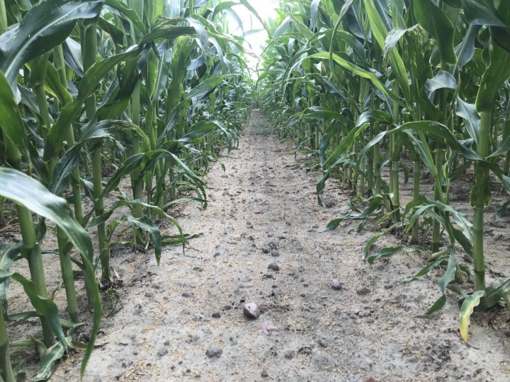 Dobrze dochwaszczona kukurydza.JPG