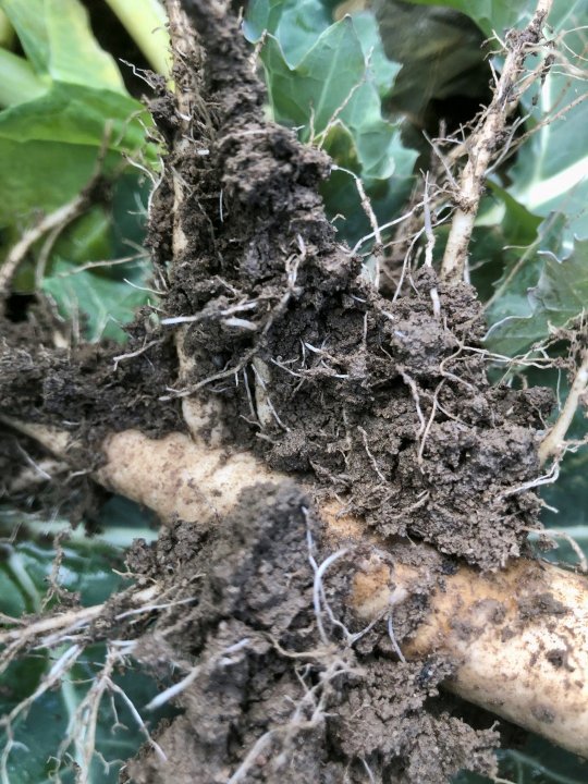 system korzeniowy 03.03.jpg