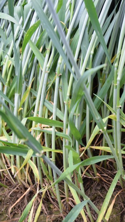 zdrowa podstawa źdźbła.JPG