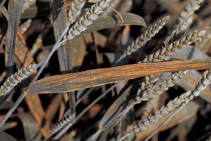 efekt stosowania nieskutecznych śor.jpeg