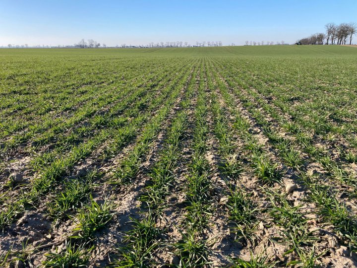 pszenica początek marca (1).jpg