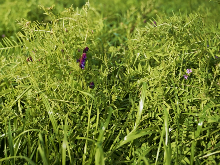 Ruń BG 13 Milkway Poplon - wyka ozima.png