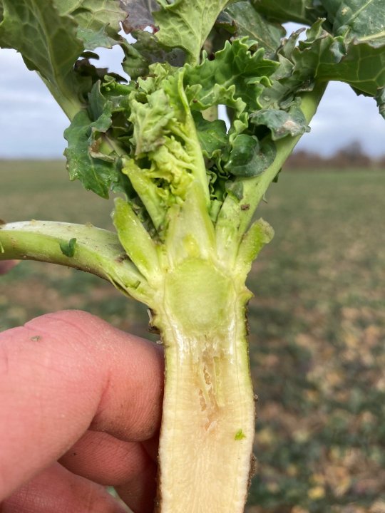 7 (002) pokrój rzepaku 03.03.jpg