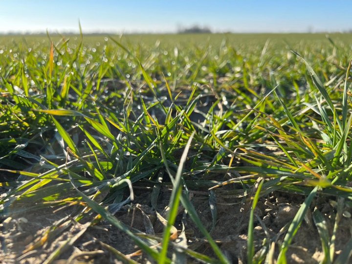 pszenica początek marca.jpg