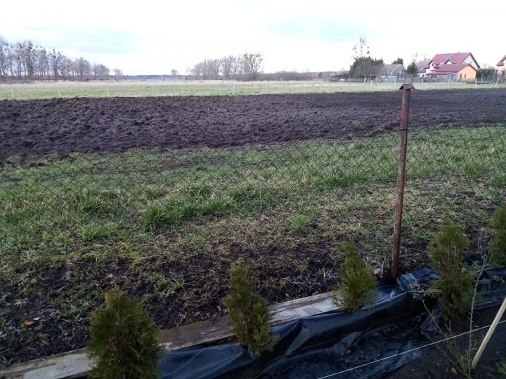 po kultywatorowaniu.jpg