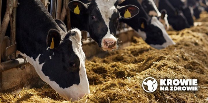 Kwasica-u-krow-Krowie-na-zdrowie-1.png.jpg