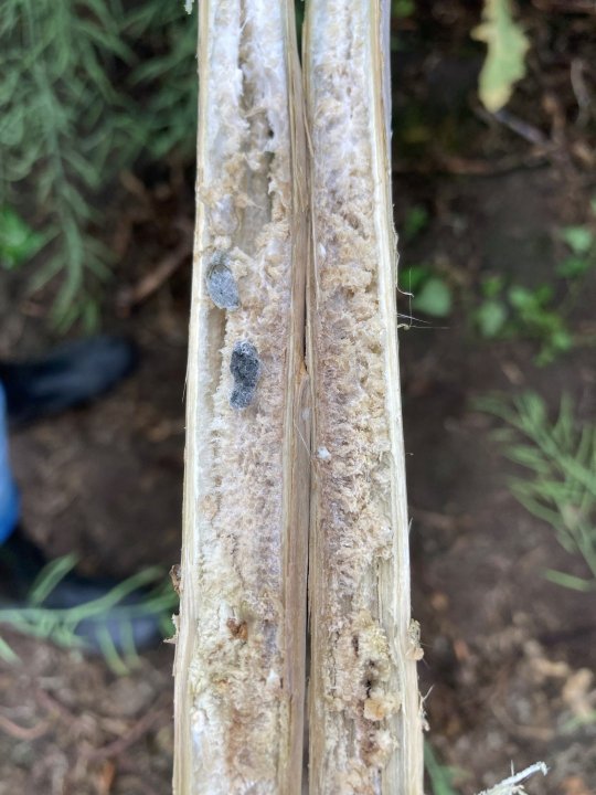 zgnilizna twardzikowa.jpg