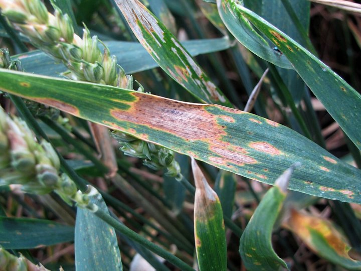 brunatna plamistosc lisci.jpeg