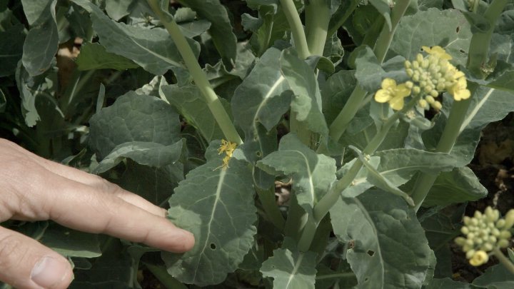 płatki rzepaku1_00109113.jpg