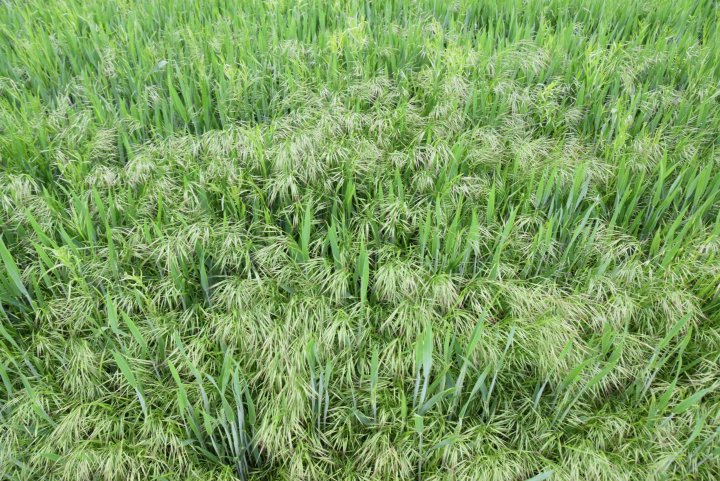 zachwaszczenie. stokłosy.JPG