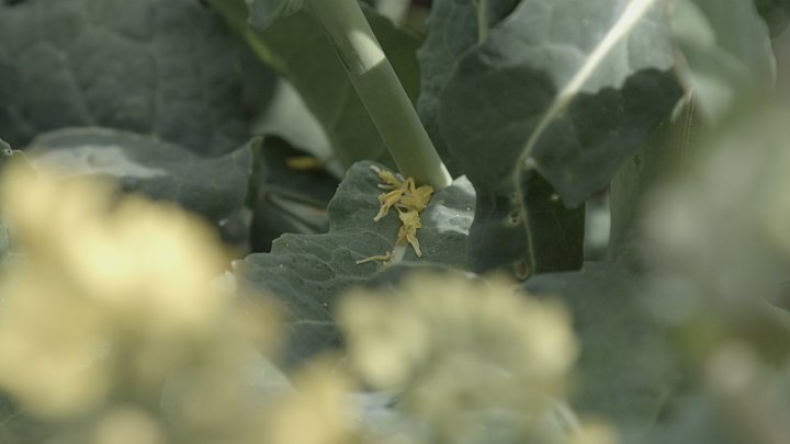 płatki rzepaku2_00109308.jpg