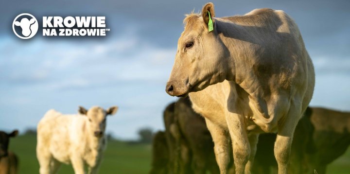 Krowie-na-Zdrowie-wiosna-1.jpg