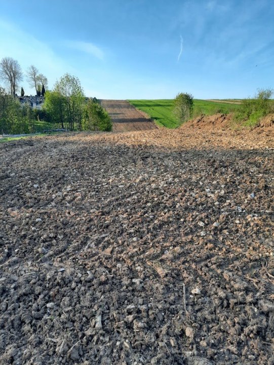 sułoszowa po karczowaniu.jpg