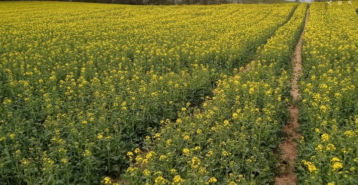 rzepak 2 .jpg