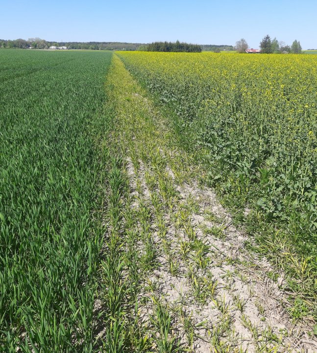 spalona pszenica.jpg