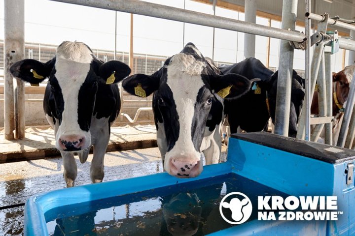 Stres-cieplny-Krowie-na-zdrowie.jpg