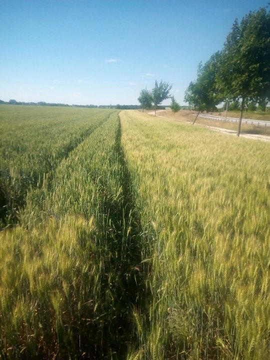 IMG_20220624_165144 (1).jpg