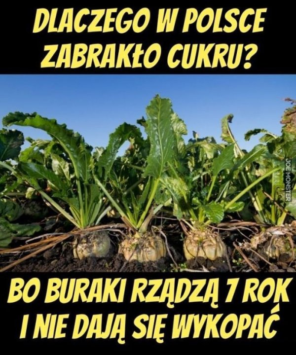 main_05dlaczego_brakuje_cukru.jpg