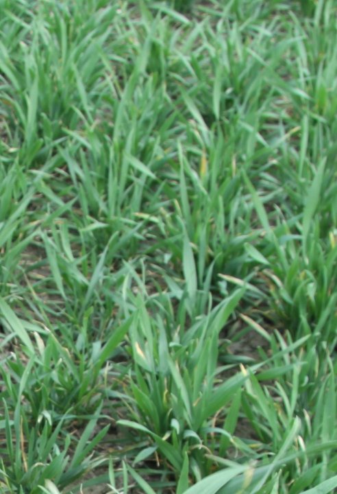 krzewienie pszenicy 22.JPG