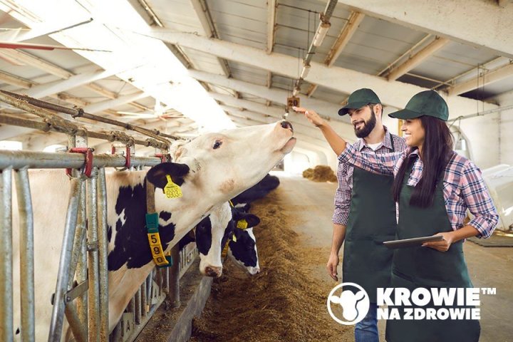 Krowie-na-Zdrowie.jpg