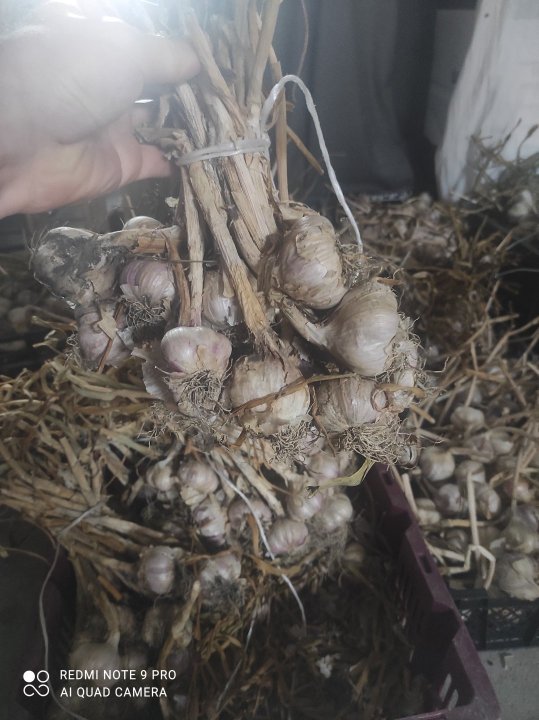 sadzonki czosnek (1).jpg