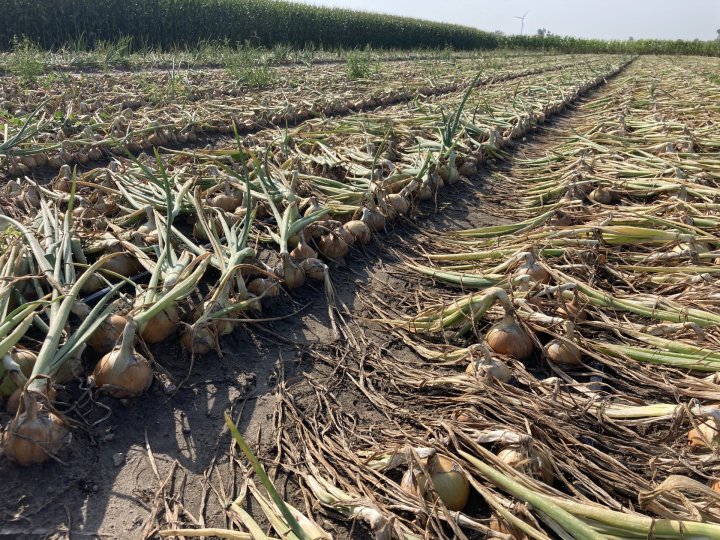 Cebula_Saddleback 19 sierpien 4.jpg