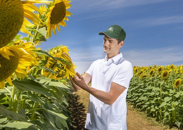 Nowe odmiany slonecznika Pioneer na sezon 2023.jpg
