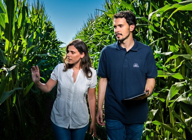 Nowe odmiany kukurydzy Pioneer na sezon 2023.jpg