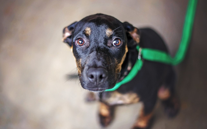 Nie strzelaj w Sylwestra.png