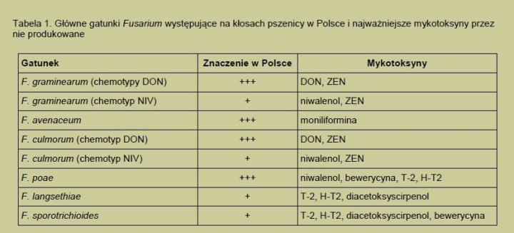 Szczepy fusarium w Polsce.JPG