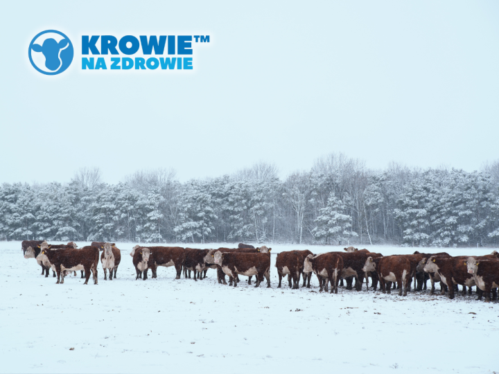 Gospodarstwa Krowie Na Zdrowie podsumowują rok 2022. (1).png