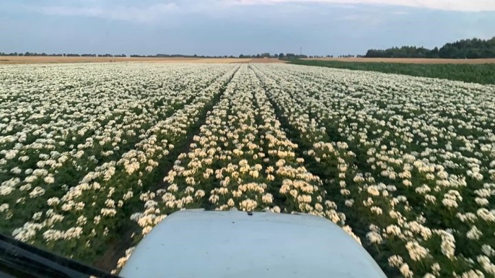 Technologia PROCAM w uprawie ziemniaków.jpg