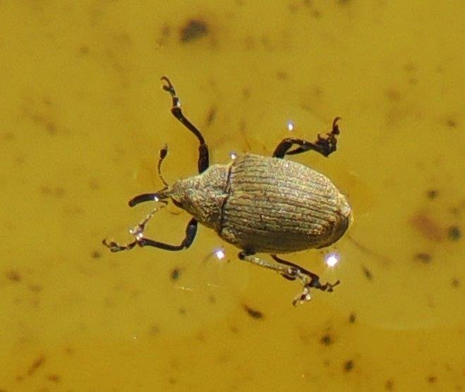 13. CHOWACZ BRUKWIACZEK - WZORZEC.jpg