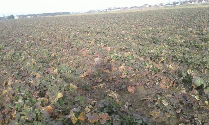 336532549_1259155405002970_728809458609130994_n (1).jpg