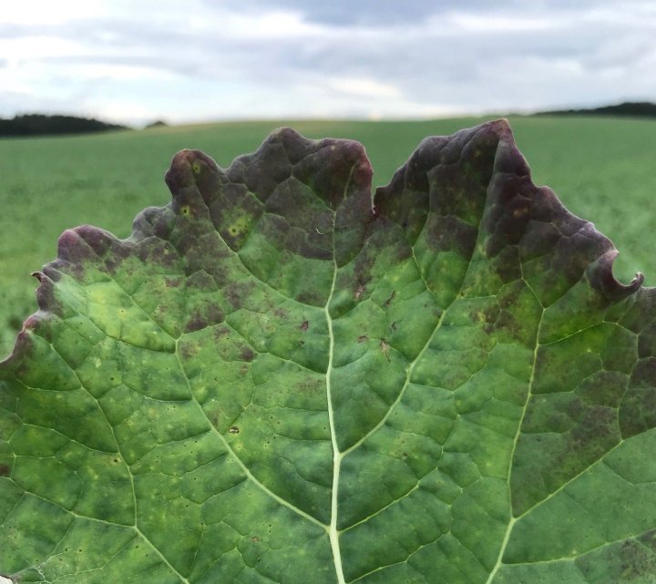 objawy niedoboru fosforu.jpg