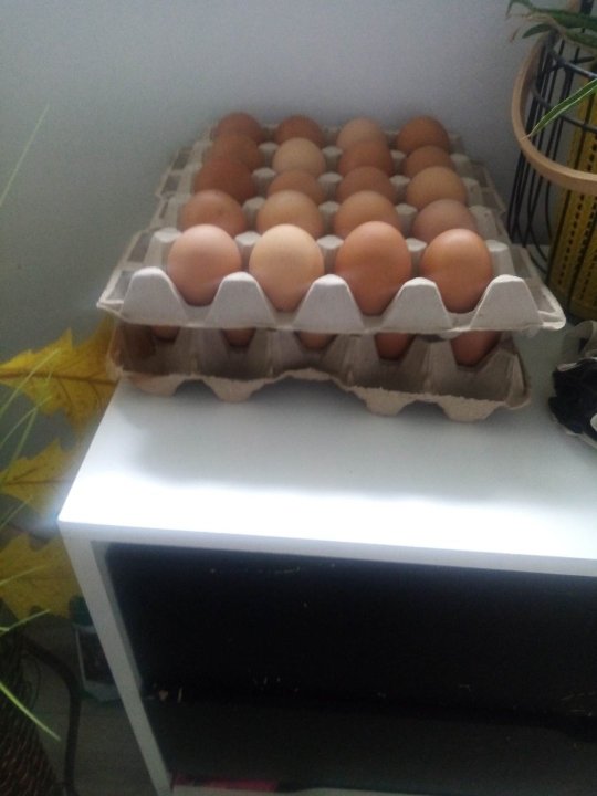 jajka na wielkanoc.jpg