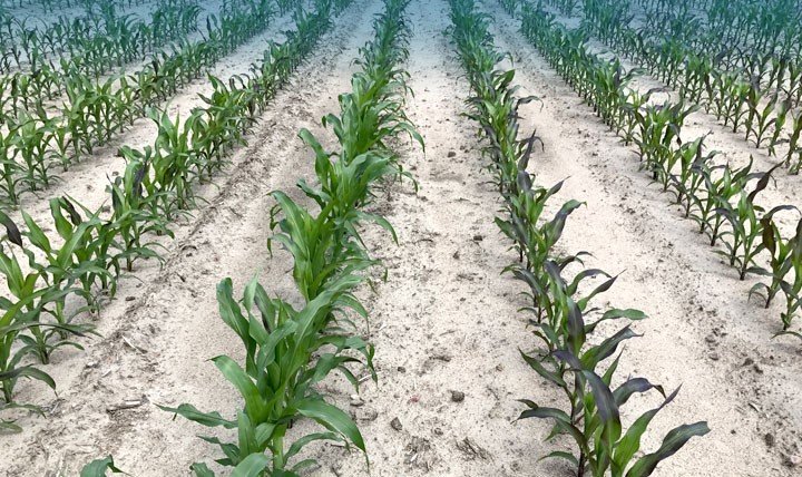 odchwaszczanie kukurydzy.jpg