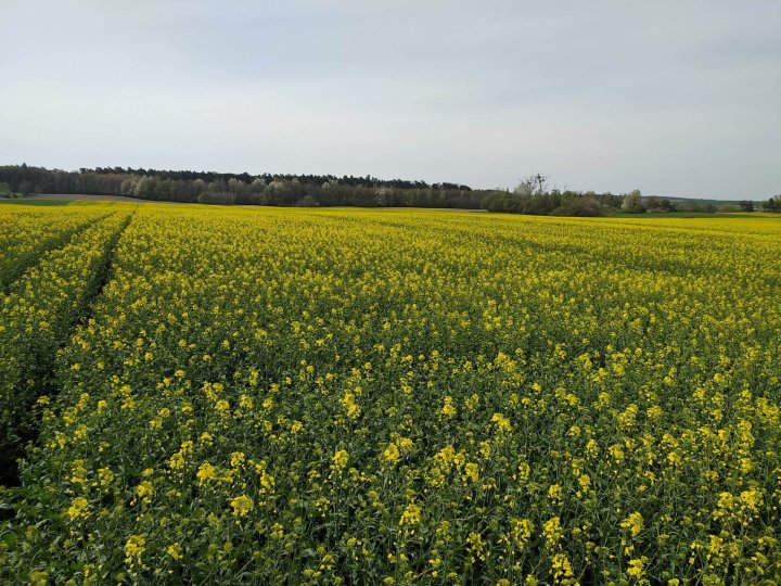 Rzepak 29.04 -01.jpg