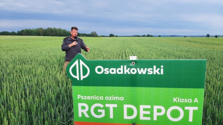 ZielonePola-pszenica-RGT-Depot.jpg