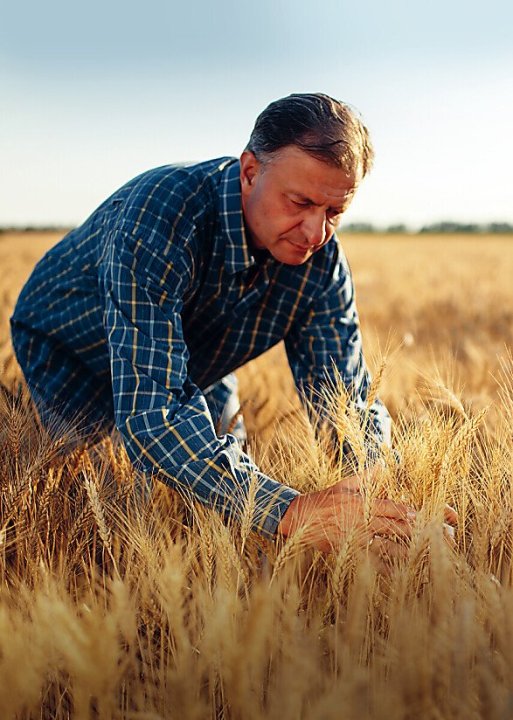 farmer wheat.jpg