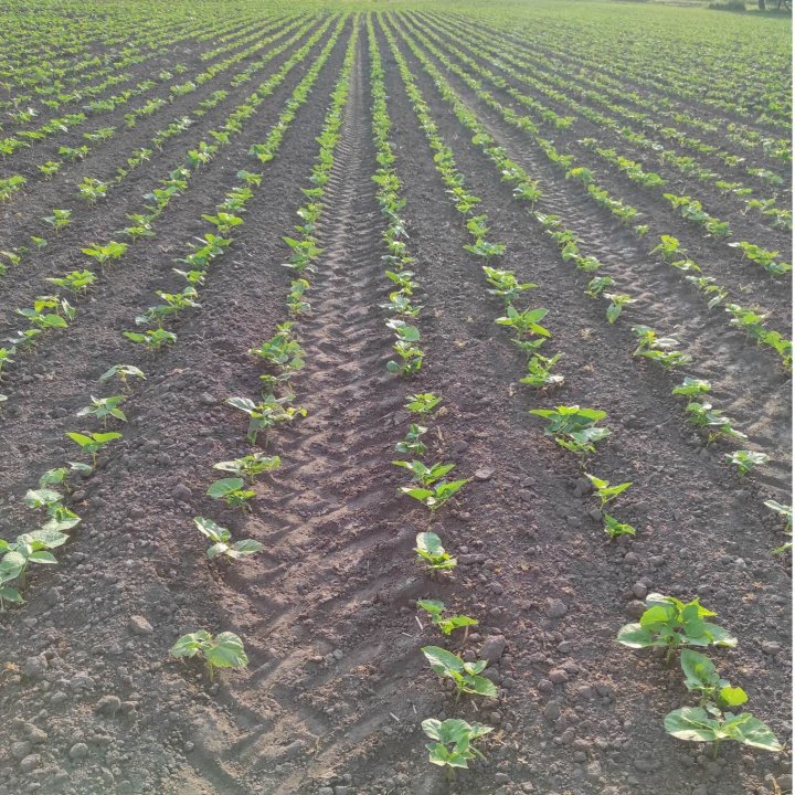 dalsza część pola.jpg