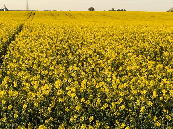 Rzepak 30.04 2.jpg